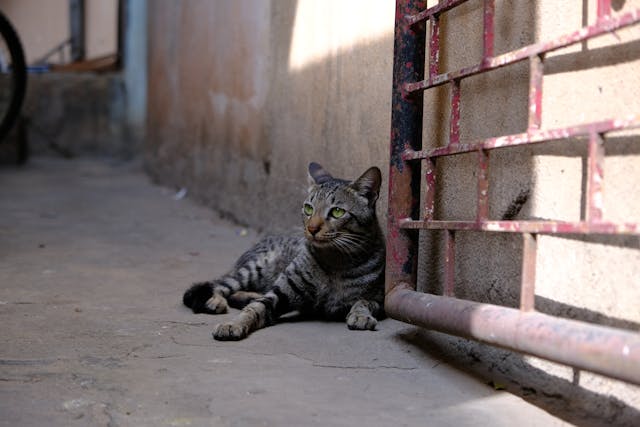 Astro the cat