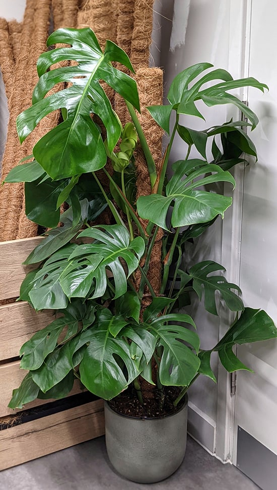 Monstera Deliciosa