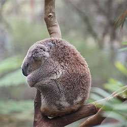 Koala Ella