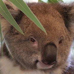 Koala Jams