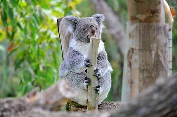 Koala holding on a stick