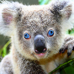 koala_bear_1