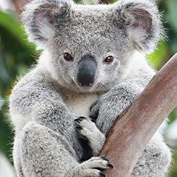 koala_bear_2
