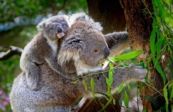 Koala baby with mother