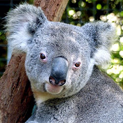 Koala Niley