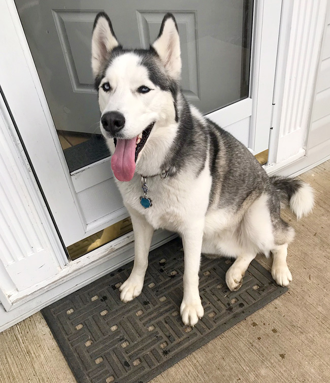 Luna, 1-year-old Siberian Husky
