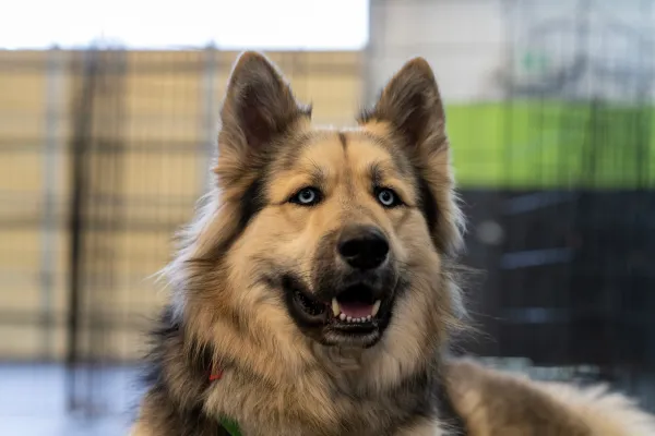 Kodiak, 2-year-old Alaskan Malamute